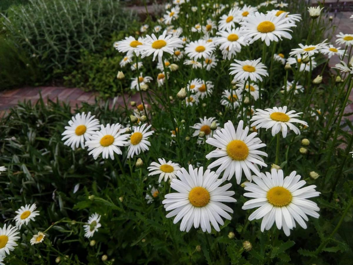 פרנצ'הוק Daisy Place מראה חיצוני תמונה